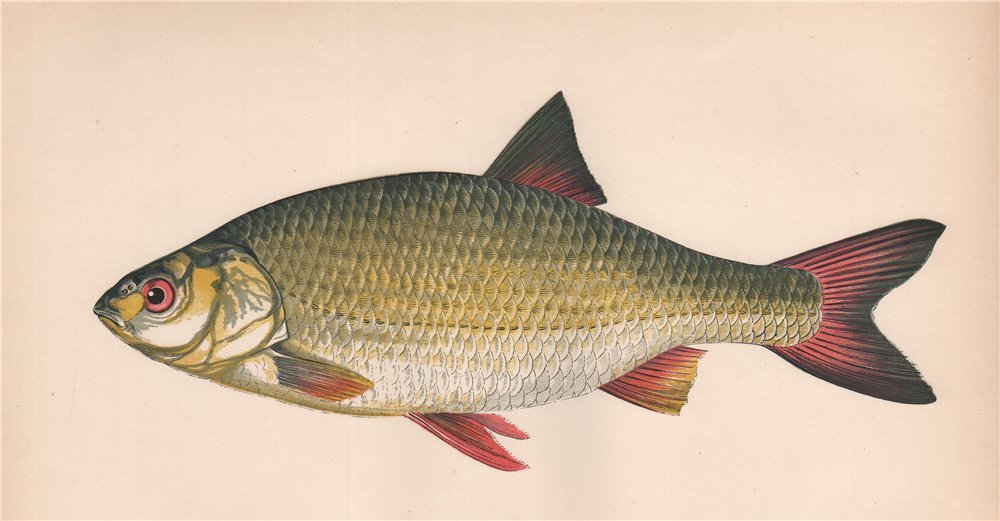 COMMON RUDD. Scardinius erythropthalmus, Redeye, Finscale. COUCH. Fish 1862